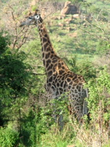 This giraffe was actually hard to spot at first.  Can you see why?
